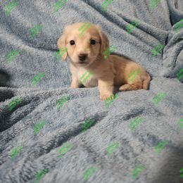 Jack Pet Only - Cream Dachshund puppy in Adolphus, Kentucky from Walker's Dachshunds