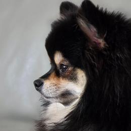 Adkpom Shadow Black and Tan Sable 3yrs old - Black and tan female Pomeranian puppy in Gloversville, New York from ADKPOM Adirondack Pomeranians