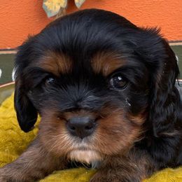 Cavalier King Charles Spaniels from Little Angels Covered in Fur