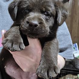 Chocolate Girl 4 - Chocolate female Labrador Retriever puppy in Andrews, South Carolina from Leyland Cypress Retrievers