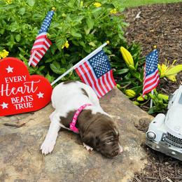 PINK - Liver and white female German Shorthaired Pointer puppy in Jefferson, Georgia from Miracles Happen Farm