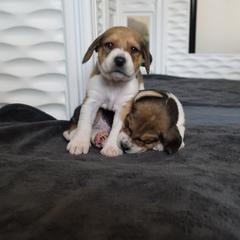 Harrier Puppies from Darkfire Harriers