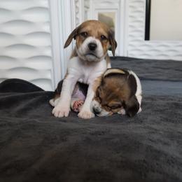 Harrier Puppies from Darkfire Harriers