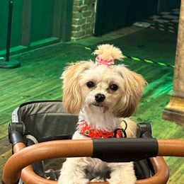 Goldendoodle, Maltese, Maltipoo, and Poodle All Grown Up from Dream Paws Puppies, LLC