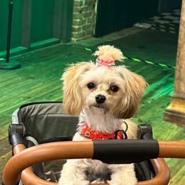Goldendoodle, Maltese, Maltipoo, and Poodle All Grown Up from Dream Paws Puppies, LLC