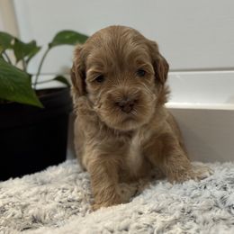 Cinnamon Sugar - Caramel cream female Australian Labradoodle puppy in Fremont, New Hampshire from Birchwood Labradoodles