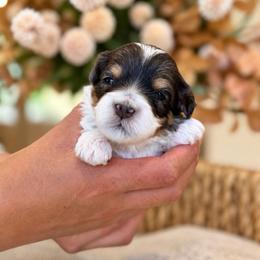 Michelle - Merle female Cavapoo puppy in Yuciapa, California from AlltheDoodlez_