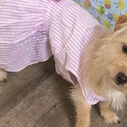 Morkies from Georgias Finest Puppies