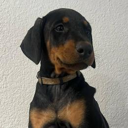 Dachshunds and Doberman Pinschers from Texas Mini Dachshunds & Dobermans