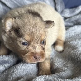Camila - Merle female Pomsky puppy in Oak Forest, Illinois from Illinois Poms