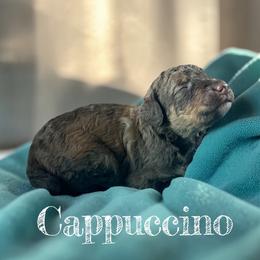 Cappuccino - Sable male Poodle puppy in Ellenburg Center, New York from Kristin's Puppies