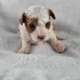 Saffron - Champagne male Maltipoo puppy in Tuscola, Illinois from Dream on puppies