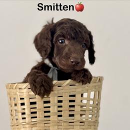 Smitten - Brown male Poodle puppy in Julian, California from Above the Pines Poodles
