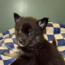 Banjo - Black and white male Pomsky puppy in Cadillac, Michigan from JHS Pomskies