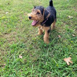 Welsh Terrier Puppies from Jenkins Welsh Terriers
