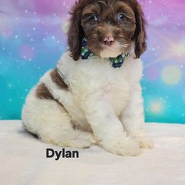 Cockapoo Puppies from Raven Oak's Mini Cockapoos