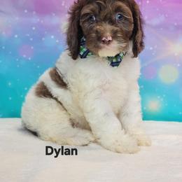 Cockapoo Puppies from Raven Oak's Mini Cockapoos