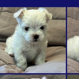 Maltese from Hops-a-Lot Maltese Ranch