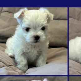 Maltese from Hops-a-Lot Maltese Ranch