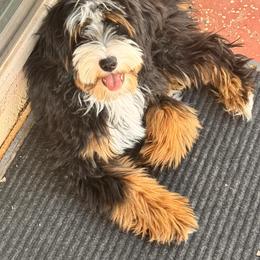Hitch - Bernedoodle