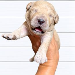 Sbarro - Apricot male Goldendoodle puppy in Grove, Oklahoma from Guinn Family Farms