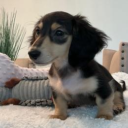 Molly - Black and tan female Dachshund puppy in Menifee, California from Dachshunds in SoCal