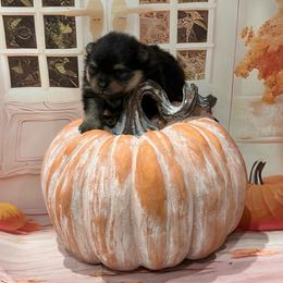 Iggy - Black and tan male Pomeranian puppy in Lyons, Georgia from Its a Poms Life Kennel
