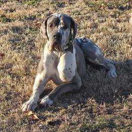 Cohen - Great Dane