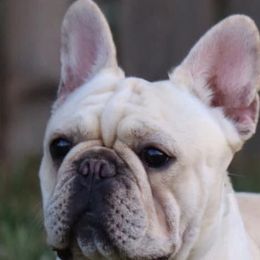 French Bulldogs from Lab Coat French Bulldogs