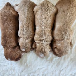 Cavapoo and Poodle Puppies from Blue Meadow Puppies