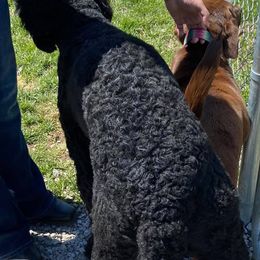 Goldendoodles and Poodles from The Puppy Patch