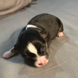 Uno - Black tri female Toy Australian Shepherd puppy in Lame Deer, Montana from Bar M Toy Aussies