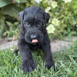 Girl 6 - Black female Giant Schnauzer puppy in Bois D’arc, Missouri from Down Low Kennels formerly LNL’s Giant Schnauzers and T9 Giants