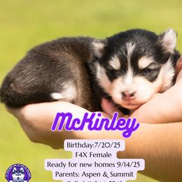 McKinley - Black and white female Pomsky puppy in Humeston, Iowa from M.A.R. Dogs