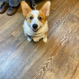 GG - Pembroke Welsh Corgi