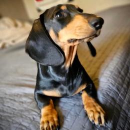 Dachshund All Grown Up from Doxies AZ