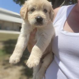 Golden Retriever Puppies from Red-Dawn