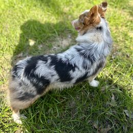 Huckleberry - American Corgi