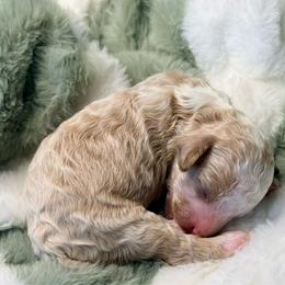 Selah - Red  female Goldendoodle puppy in Knoxville, Tennessee from Graystone Doodles