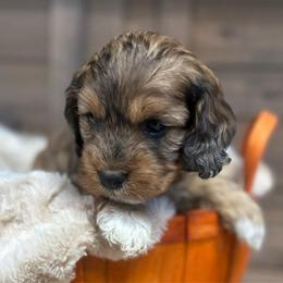 Shadow - Sable and white male Cockapoo puppy in Payson, Utah from Crandall’s Doodle Barn