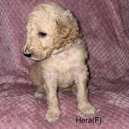 Hera - Cream female Poodle puppy in Petal, Mississippi from Petal Poodles