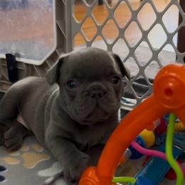 Daphne - Blue female French Bulldog puppy in Spokane, Washington from Lilac City Frenchies