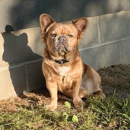 Bertha - French Bulldog