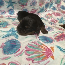 Mason - Black and tan male Cavalier King Charles Spaniel puppy in Frisco, Texas from Texas Cavalier King Charles Spaniels Manard Enterprises