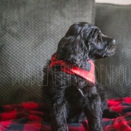 Goldendoodle Puppies from Doodle Me This Goldendoodles