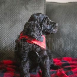 Goldendoodle Puppies from Doodle Me This Goldendoodles