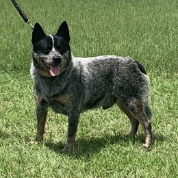 Jack - Australian Cattle Dog