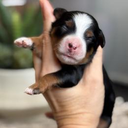 Miranda - Tri-color female Bernedoodle puppy in Peoria, Arizona from Grand Canyon Bernedoodles