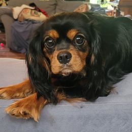 Cavalier King Charles Spaniels from Northern Cavaliers
