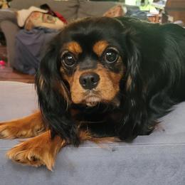Cavalier King Charles Spaniels from Northern Cavaliers
